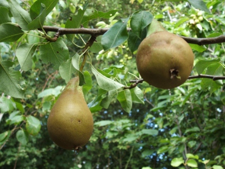 Pear - Conference