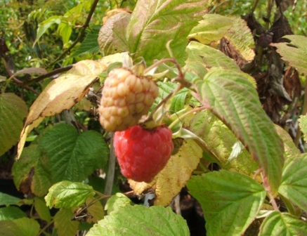Raspberry