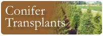 conifer transplants