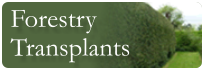 forestry transplants