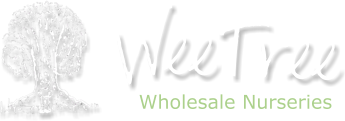 WeeTree Wholesale Nurseries